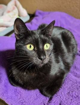 Domestic Short Hair Cats Available for Adoption in Salinas, California - Mooney | PetCurious