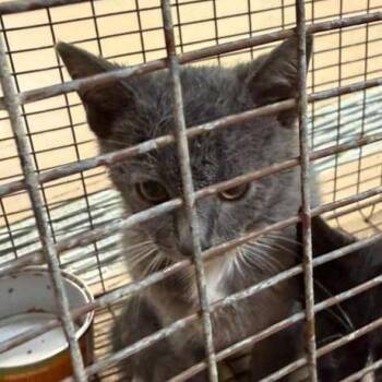 Domestic Short Hair Cats Available for Adoption in Gadsden, Alabama - Franklin | PetCurious
