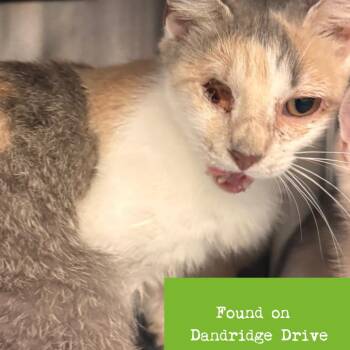 Domestic Short Hair Cats Available for Adoption in Roanoke, Virginia - Stori | PetCurious