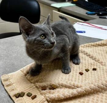 Jewel -  Domestic Short Hair Cat for Adoption in Westland, Michigan - Jewel | PetCurious