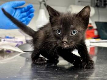 Shopping Cart -  Domestic Short Hair Cat for Adoption in Daytona Beach, Florida - Shopping Cart | PetCurious