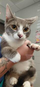 King -  Domestic Short Hair Cat for Adoption in Henderson, North Carolina - King | PetCurious