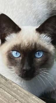Siamese Cats Available for Adoption - Opie - At Petsmart | PetCurious
