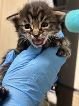 PEPITO -  Domestic Short Hair Cat for Adoption in Riverside, California - PEPITO | PetCurious