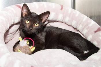 QUESO FRESCO -  Domestic Short Hair Cat for Adoption in Santa Monica, California - QUESO FRESCO | PetCurious