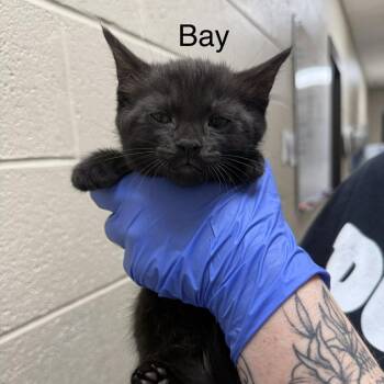 Domestic Medium Hair Cats Available for Adoption in Jacksboro, Tennessee - Bay | PetCurious