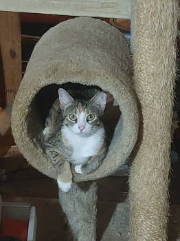 Rescue Domestic Short Hair Cats for Adoption in Milton, Georgia - Callie Girl | PetCurious