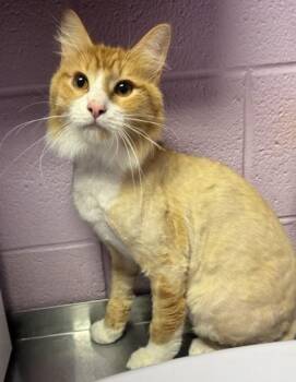 Hellebore -  Domestic Medium Hair Cat for Adoption in El Paso, Texas - Hellebore | PetCurious