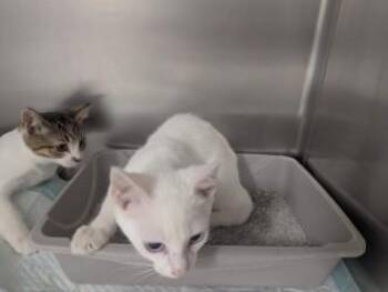 Domestic Short Hair Cats Available for Adoption - Farris17791F | PetCurious