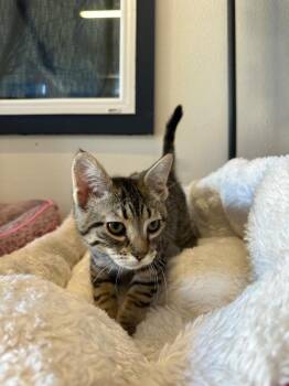 July -  Tabby Cat for Adoption in Newberg, Oregon - July | PetCurious