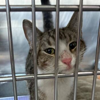Domestic Short Hair Cats Available for Adoption in Matteson, Illinois - Goose | PetCurious