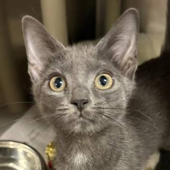 Kanga -  Domestic Short Hair Cat for Adoption in North Myrtle Beach, South Carolina - Kanga | PetCurious