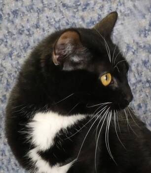 Domestic Short Hair Cats Available for Adoption - LUNA | PetCurious