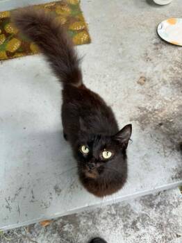 Rescue Domestic Long Hair Cats for Adoption in Camden, South Carolina - Bon Bon (Available For Pre-adoption) | PetCurious
