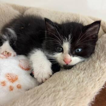 Domestic Short Hair Cats Available for Adoption in Greensboro, Georgia - Rascal | PetCurious