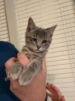 Plankton -  Domestic Short Hair Cat for Adoption in Raleigh, North Carolina - Plankton | PetCurious