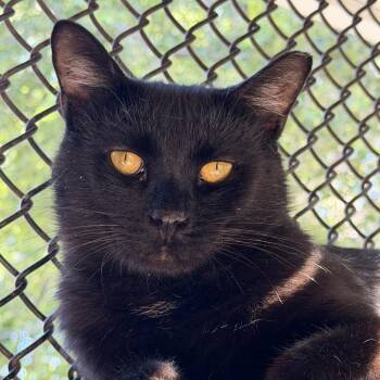 Martin -  Domestic Short Hair Cat for Adoption in Indianapolis, Indiana - Martin | PetCurious