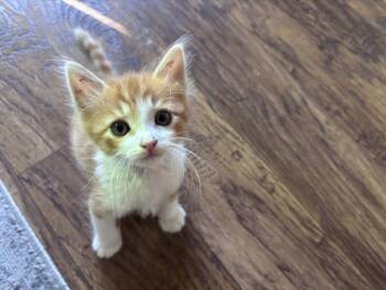 DORITO* -  Domestic Short Hair Cat for Adoption in Santa Cruz, California - DORITO* | PetCurious