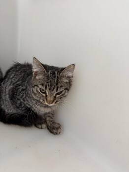 Saylor -  Domestic Short Hair Cat for Adoption in Columbia, Tennessee - Saylor | PetCurious