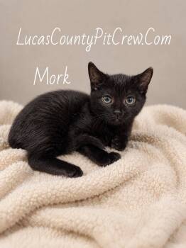 Mork -  American Shorthair and Domestic Short Hair Cat for Adoption in Toledo, Ohio - Mork | PetCurious
