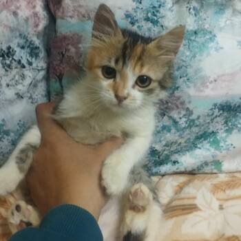Persian and Calico Cats Available for Adoption in Brampton, Ontario - Rosie | PetCurious
