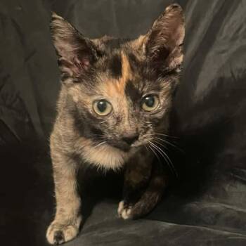 Tori Merriam -  Domestic Short Hair Cat for Adoption in Eagle Mountain, Utah - Tori Merriam | PetCurious