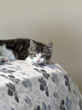 Nick -  Domestic Short Hair and Tabby Cat for Adoption in Maple Valley, Washington - Nick | PetCurious