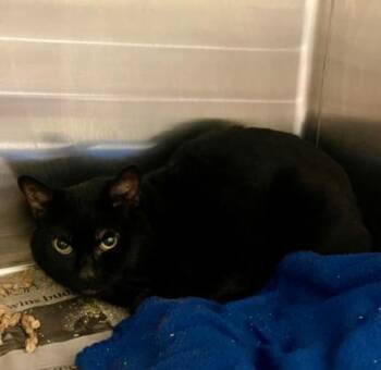 Rescue Domestic Short Hair Cats for Adoption in Virginia Beach, Virginia - 179735 McChubby (Off Site Foster) | PetCurious