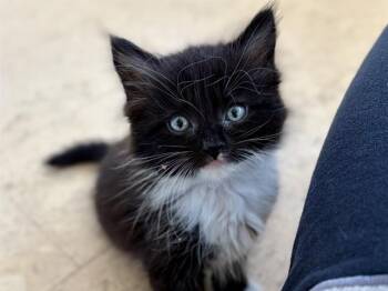 Domestic Short Hair Cats Available for Adoption in Camarillo, California - MAISIE | PetCurious