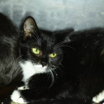 Checkers -  Domestic Short Hair Cat for Adoption in Idaho Falls, Idaho - Checkers | PetCurious