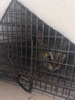 A799871 -  Domestic Short Hair Cat for Adoption in Louisville, Kentucky - A799871 | PetCurious