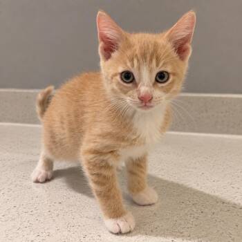 Mikan -  Domestic Short Hair Cat for Adoption in Homer Glen, Illinois - Mikan | PetCurious
