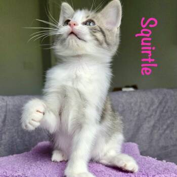 Domestic Short Hair Cats Available for Adoption in Reston, Virginia - Squirtle | PetCurious