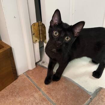 Anabel -  Domestic Short Hair Cat for Adoption in Greenwood, Indiana - Anabel | PetCurious