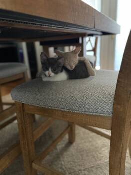 Rescue Domestic Short Hair Cats for Adoption in Knoxville, Tennessee - Moe | PetCurious