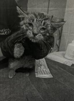 Stunt Coaster -  Domestic Short Hair Cat for Adoption in Cincinnati, Ohio - Stunt Coaster | PetCurious