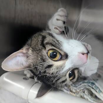 Domestic Short Hair Cats Available for Adoption in Springfield, Illinois - Nova | PetCurious