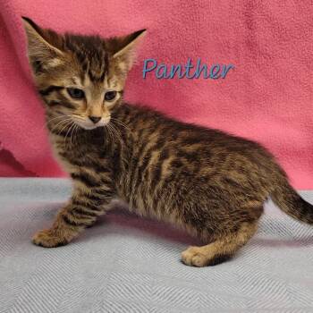 Domestic Short Hair Cats Available for Adoption in Parkersburg, West Virginia - Panther | PetCurious