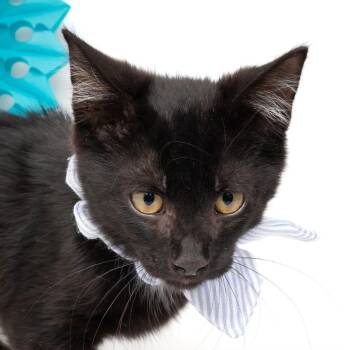 Johnny -  Domestic Short Hair Cat for Adoption in Nampa, Idaho - Johnny | PetCurious