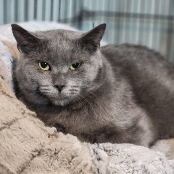 Domestic Short Hair Cats Available for Adoption - Emmie | PetCurious