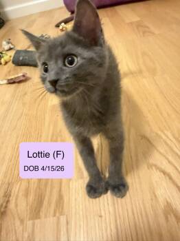 Lottie -  Domestic Short Hair Cat for Adoption in Vacaville, California - Lottie | PetCurious
