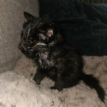 Zena -  Domestic Short Hair Cat for Adoption in Ringtown, Pennsylvania - Zena | PetCurious