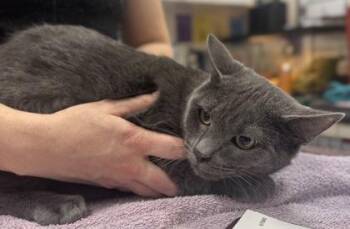 Rescue Domestic Short Hair Cats for Adoption in Athens, Georgia - Beau | PetCurious