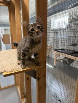 Kaleb -  Domestic Short Hair Cat for Adoption in Chisholm, Minnesota - Kaleb | PetCurious