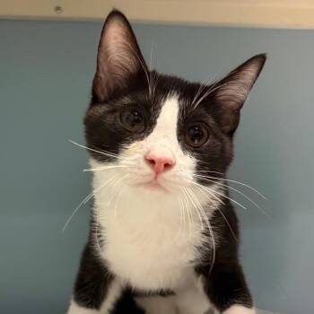 Moe -  Domestic Short Hair Cat for Adoption in Chattanooga, Tennessee - Moe | PetCurious