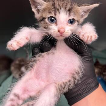 Peaches -  Domestic Short Hair Cat for Adoption in Redwood City, California - Peaches | PetCurious