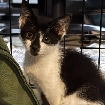Marie Laveau -  Domestic Short Hair Cat for Adoption in Titusville, Florida - Marie Laveau | PetCurious