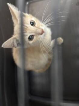 Oatmilk 1161-26 -  Domestic Short Hair Cat for Adoption in Cumming, Georgia - Oatmilk 1161-26 | PetCurious