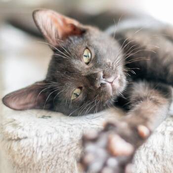 Jiji -  Domestic Short Hair Cat for Adoption in Hilton Head Island, South Carolina - Jiji | PetCurious