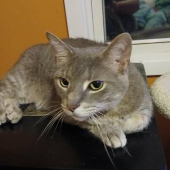 Cas -  Domestic Short Hair Cat for Adoption in Lynchburg, Virginia - Cas | PetCurious